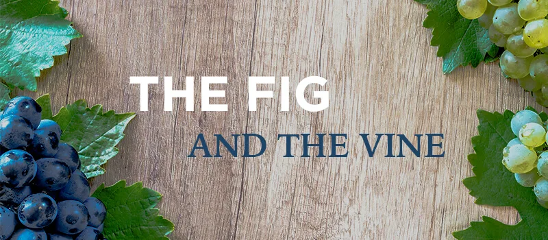 Vine or Fig?