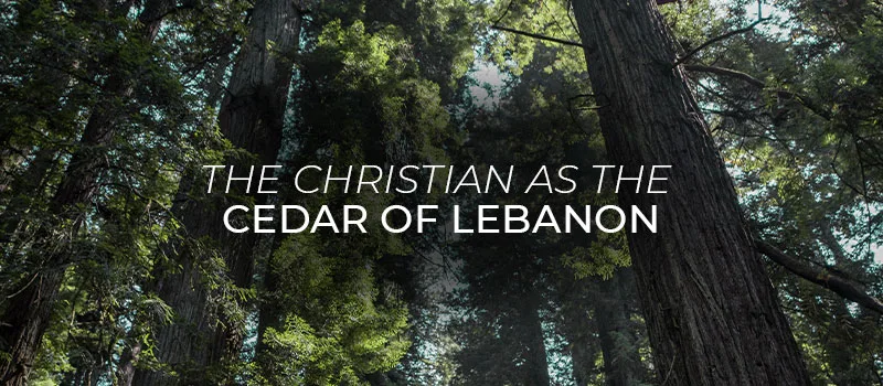 The Christian as the Cedar of Lebanon