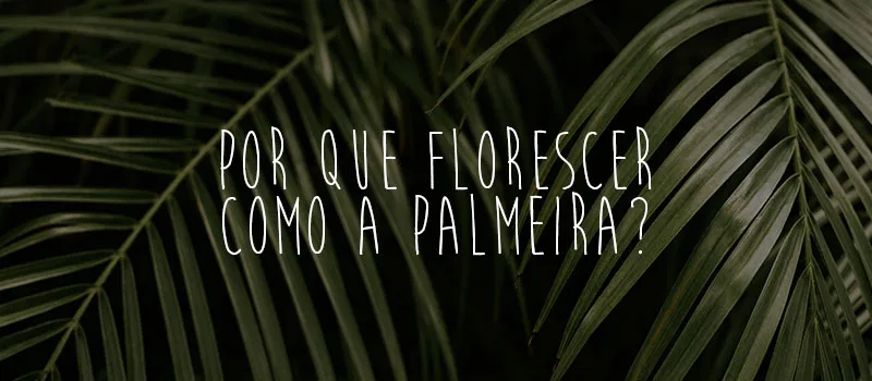 Por que florescer como a Palmeira?