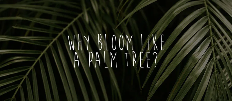 Why bloom like a palm tree?