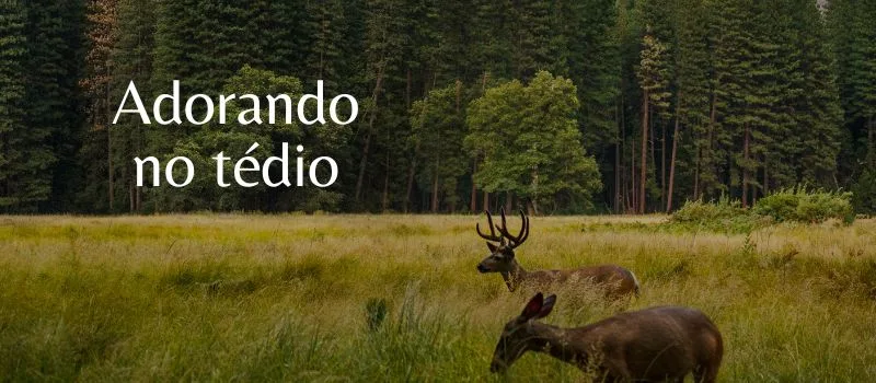 Adorando no tédio