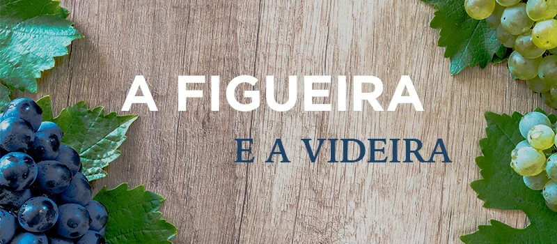 Videira ou Figueira?