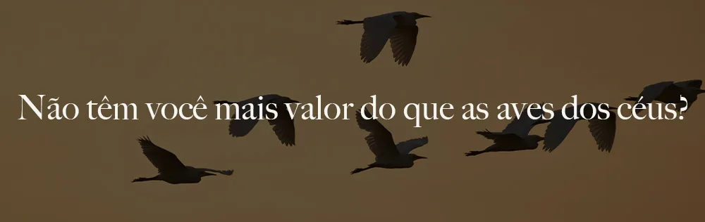 Não têm vocês mais valor do que as aves do céu?
